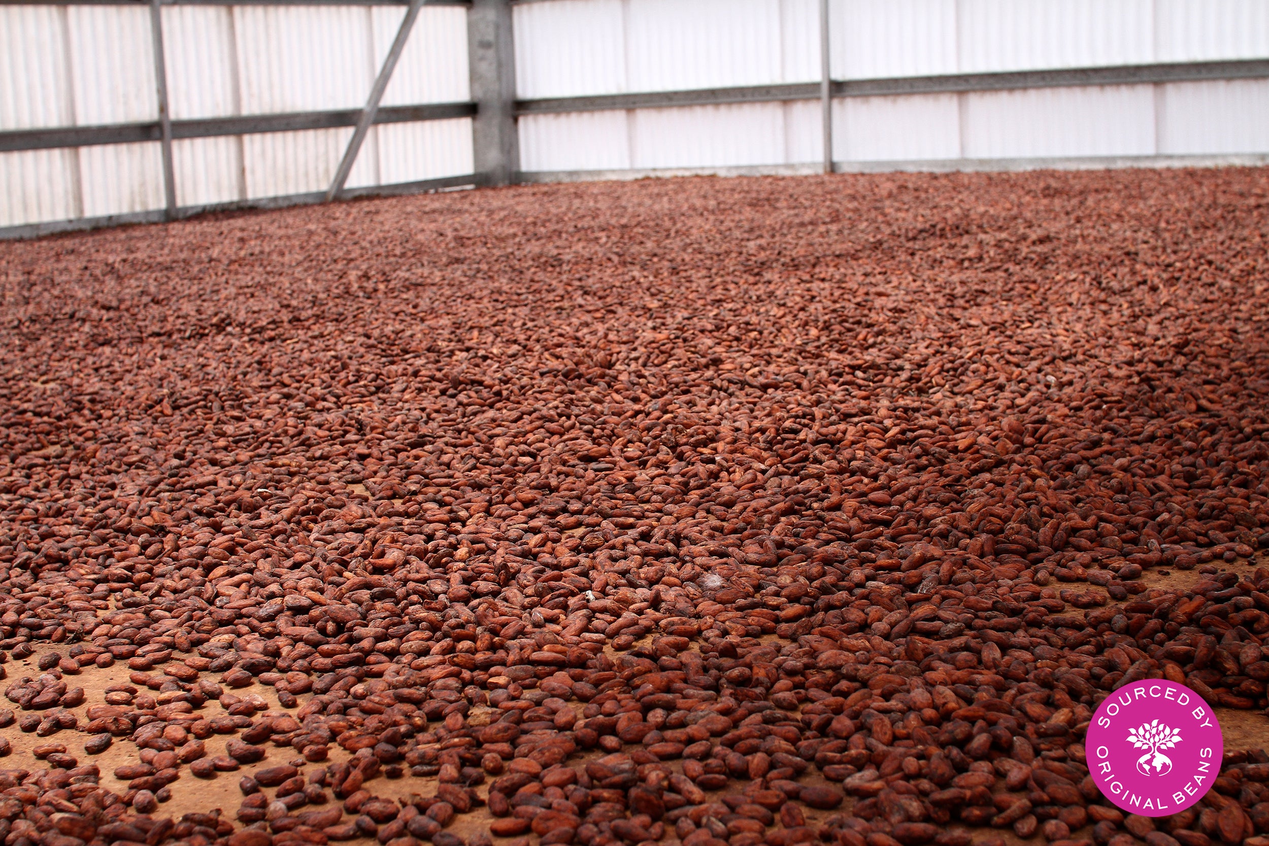 Habas de Cacao La Lingüeta/Colombia Original Beans 2,5KG