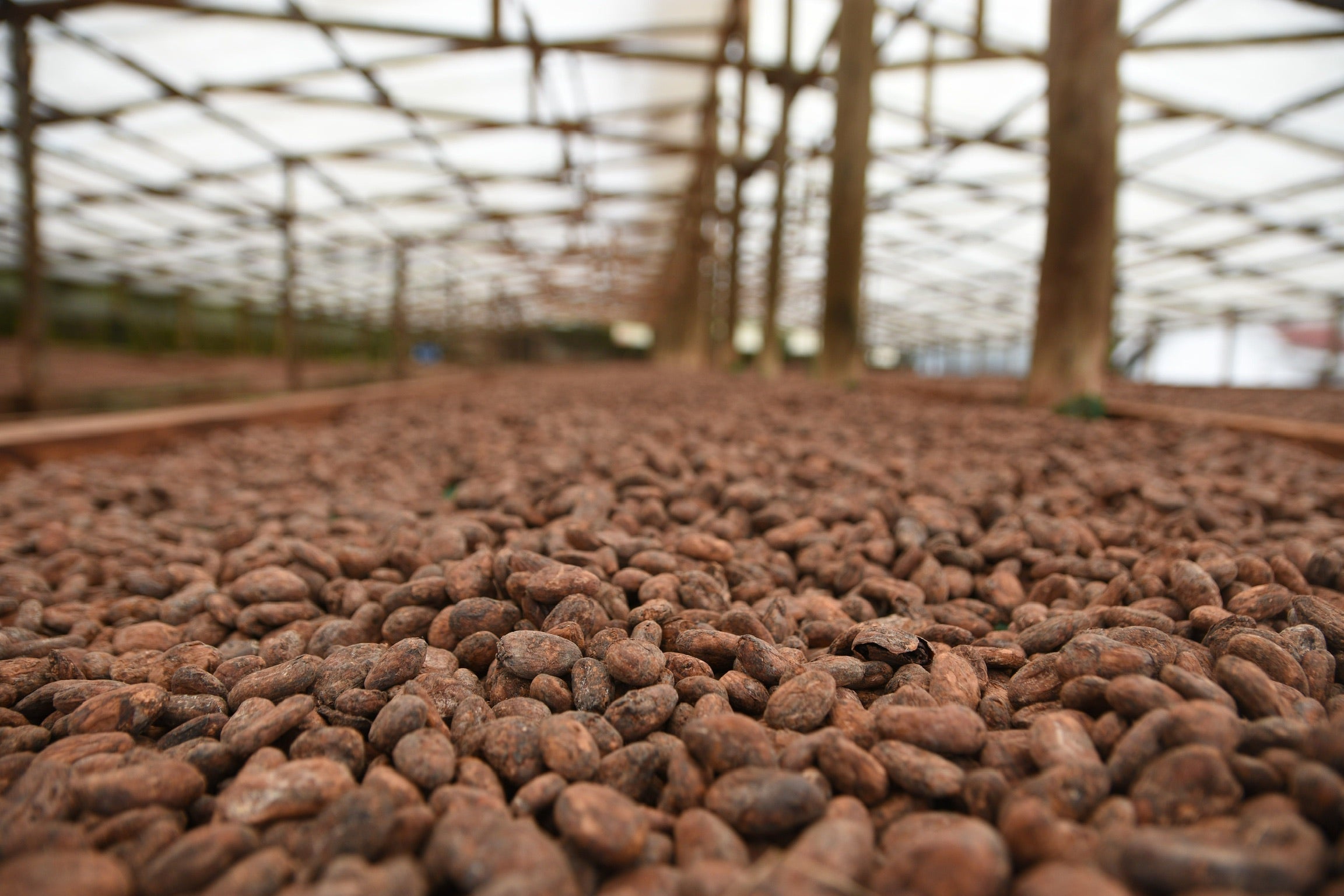 Habas de Cacao Rwenzori/Uganda Original Beans 2,5KG