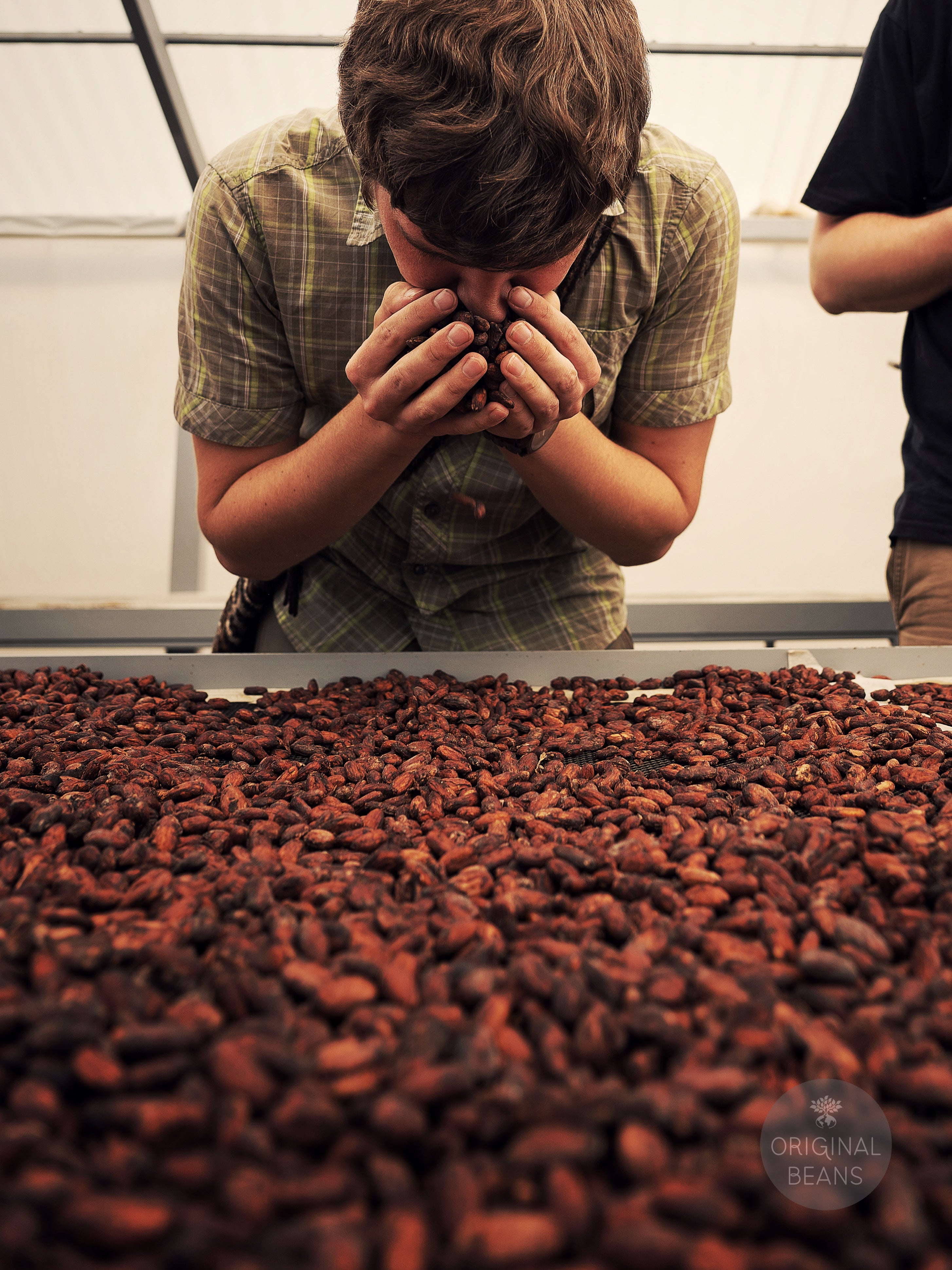 Habas de Cacao PIURA/Peru Original Beans 2,5KG
