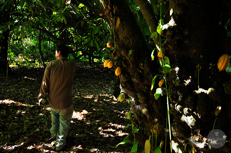 Beni 66% cosecha silvestre, Beni, Amazonia Boliviana. Vivaz Chocolate lleno de aromas de miel floral, albaricoque y té de jazmín
