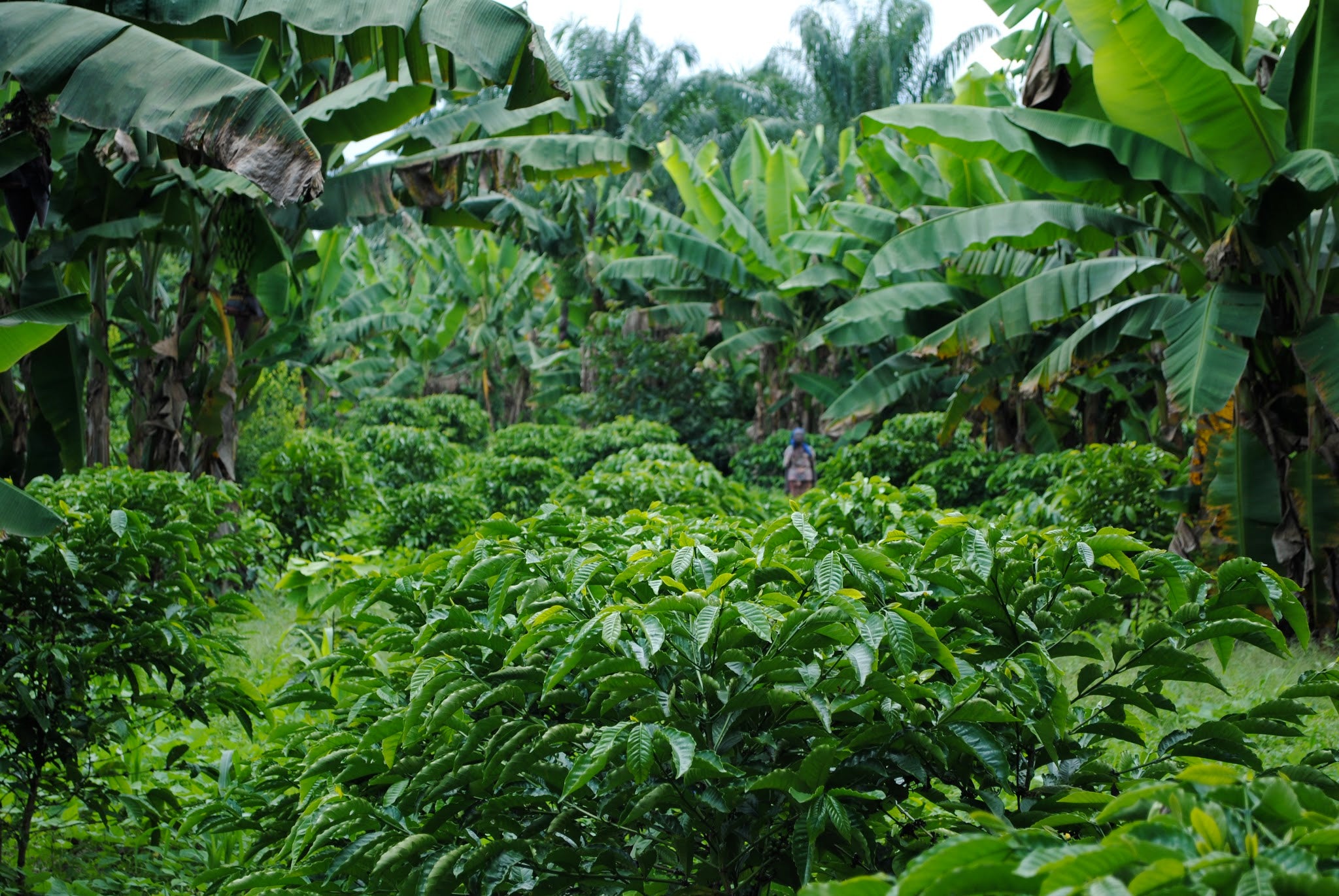 Cru Virunga 70%, Parque Nacional Virunga, Congo. Chocolate elegante con notas de cereza silvestre y té negro, ecológico